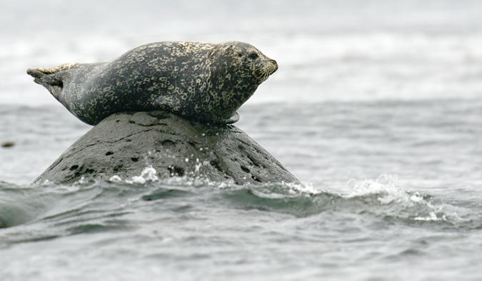 Les phoques annels ou marbrs prennent souvent cette position de repos sur les gros blocs dcouverts  mare basse en fin destran pour se protger des prdateurs marins et terrestres.