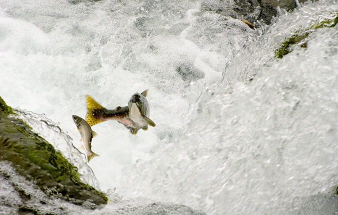 Les saumons remontent des cascades qui semblent infranchissables afin de rejoindre plus en amont les frayres pour y mlanger leurs semences parmi les graviers en eau peu profonde et calme.
