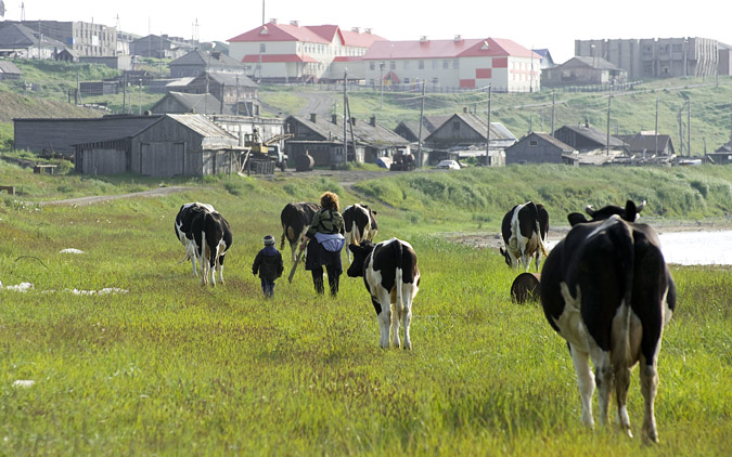 Le retour du troupeau sur Nikolskoe. Les vaches sont prcieuses pour fournir les produits laitiers frais indispensables aux 600habitants du village.