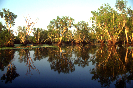 Les marais des YellowWaters, o les troncs deucalyptus sont partiellement exonds lors de la saison sche, sont une des attractions de la rserve naturelle de Kakadu, qui intgre aussi des territoires dvolus aux communauts aborignes et une mine duranium.