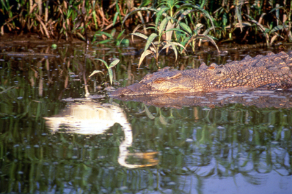 Le crocodile marin, qui vit aussi dans les mangroves ou les marais et rivires  100km des ctes, est le plus grand des vingt-six crocodiliens: il atteint 7mtres de long, est le plus dangereux et lun des plus communs du nord de lAustralie o, depuis labolition de la chasse dans les annes1970, sa population est estime  100000individus.