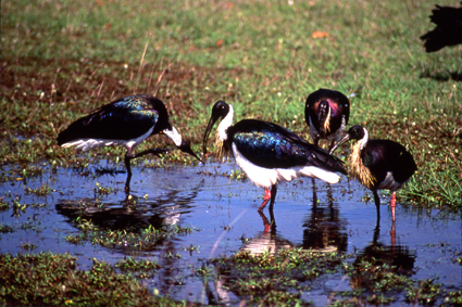 Les ibis  cou en plumes pailleuses vivent en groupe dans les marcages du nord de lAustralie.