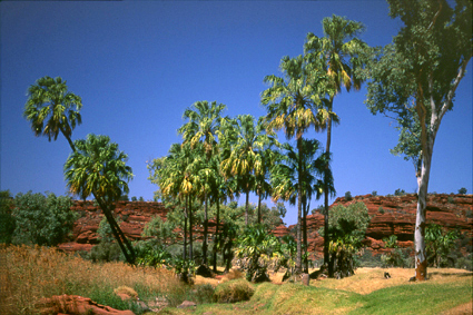 Loasis de PalmValley abrite les seuls palmiers-choux dAustralie, qui se dressent  trente mtres au-dessus du sol et figurent parmi les plus grands des quarante espces du continent.