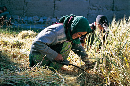 Les moissons. Les villageois ladakhi sactivent dans les champs dorge et de bl entre aot et octobre. Serpe  la main, ils moissonnent en famille ou entre voisins et se donnent du courage en chantant leurs mlodies sur un <i>tempo</i> de plus en plus rapide, en samusant de cette comptition vocale.