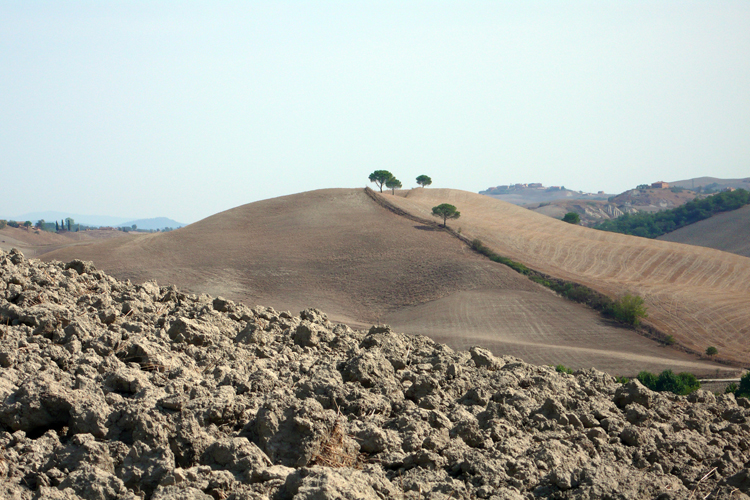 Les paysages arides de Toscane, marqus par des courbes gnreuses, sont ddis presque exclusivement  lagriculture, notamment la vigne et lolivier.