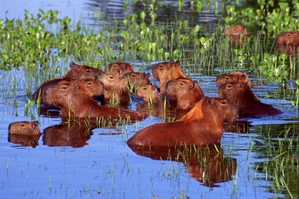 Les cabiais abondent dans les plaines marcageuses du Pantanal. Ce rongeur, le plus gros du monde et pesant jusqu 80kilos, est de murs grgaires. Lorsque le mle de guet met un grognement, tout le groupe, qui peut compter jusqu quarante individus, senfuit en nageant sous la surface  laide de doigts palms.