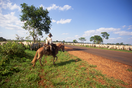 Une <i>boiada</i>, ou convoi de bufs, est mene par un vacher le long de la route principale du MatoGrosso do Sul. Cet tat du Brsil, o vivent de nombreux animaux sauvages, possde le plus important cheptel bovin du pays. Une grande exploitation, de 50000ha, peut compter jusqu 15000ttes.