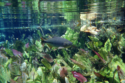 Le <i>piraputanga</i> est la plus commune des trente-cinq espces de poissons du rio Sucuri. Le calcaire dissous dans leau prcipite les particules au fond de la rivire. Sa clart en est ainsi exceptionnelle, particulirement  la source.