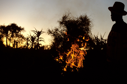 Seul le feu parvient  avoir raison des pines qui dfendent toutes les plantes de lAndroy (ouest Androy).