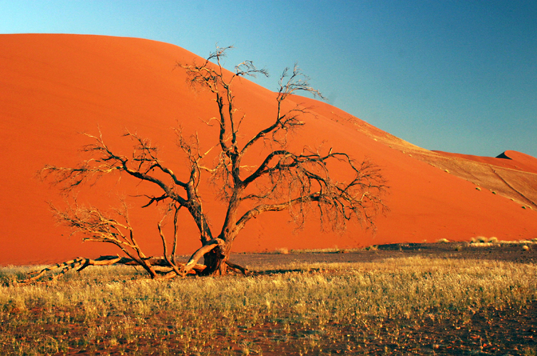 Le dsert du Namib est le plus vieux et lun des plus arides au monde. Les nuances rouge, marron, abricot du sable en indiquent lge.