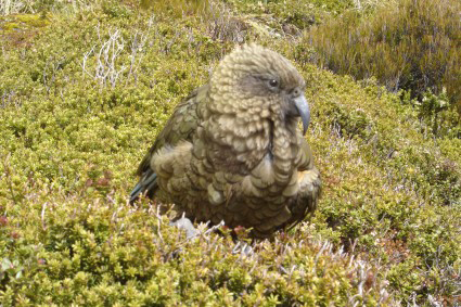 Le <i>kea</i> <i>(Nestor notabilis)</i> est un perroquet de montagne endmique que lon peut observer dans les Alpes du Sud, lun des oiseaux les plus intelligents de la plante.