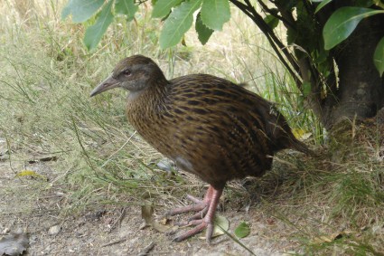 Le <i>weka</i> <i>(Gallirallus australis)</i> est un oiseau endmique incapable de voler.