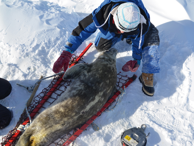 Une fois par an, au printemps, deux journes de mesure des veaux des phoques de Weddell sont organises. Tous les hivernants y prennent part, portant ainsi main-forte aux biologistes. Ce suivi permet dobserver lvolution des populations de pinnipdes en terre Adlie.