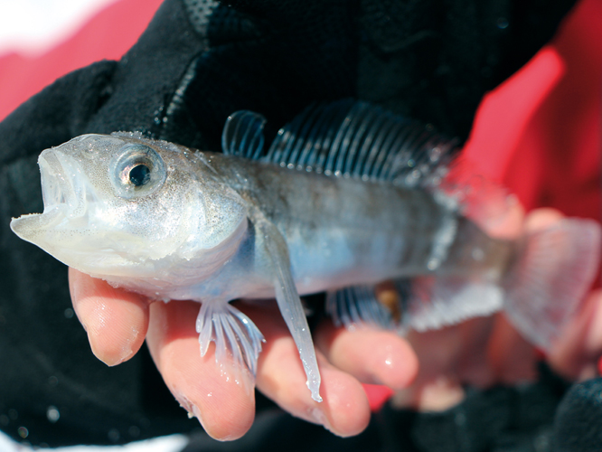 Il existe plusieurs espces de poissons dans les eaux australes. Ils ont dvelopp des adaptations physiologiques  la survie en milieu glacial. Comme ce <i>Pagothenia</i>, poisson plagique, certains possdent un liquide antigel dans le sang pour en viter la conglation.