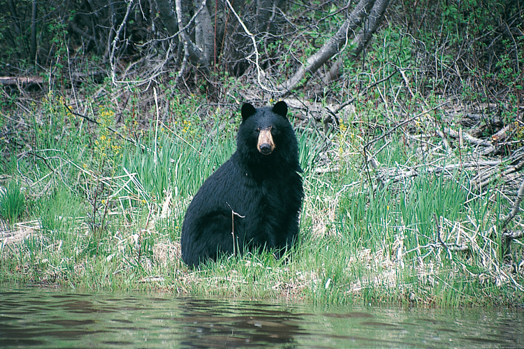 Nombreux sont les animaux sauvages, comme cet ours noir qui profite des berges pour se nourrir de pousses.