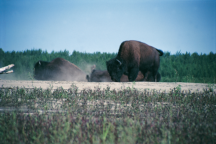 Au bord de la rivire de la Paix, lun des derniers troupeaux de bisons sauvages se prlasse sur le sable. Porteurs de maladie, ces colosses son dcims peu  peu.