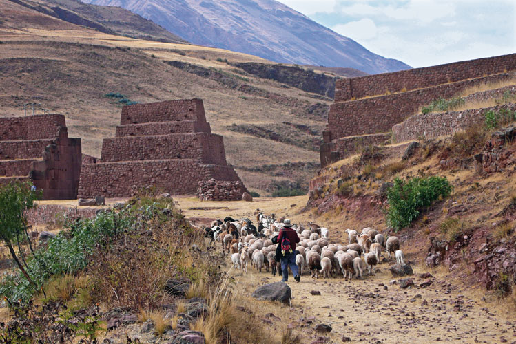 Route inca transforme en chemin de transhumance  Rumicolca (Cusco, Prou).