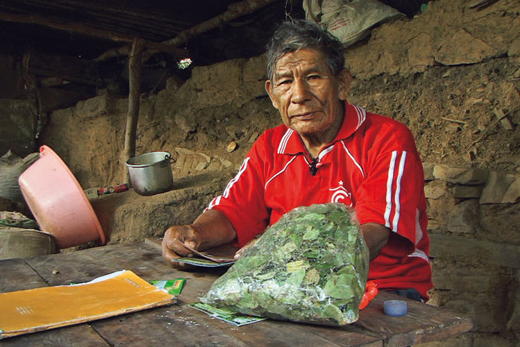 Cultivateur de feuilles de coca de la rgion de Quillabamba (Cusco, Prou).