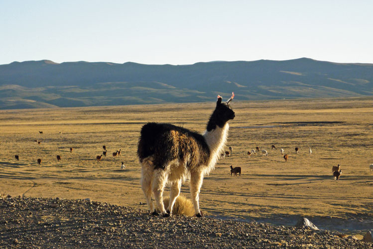 Altiplano (Potos, Bolivie).
