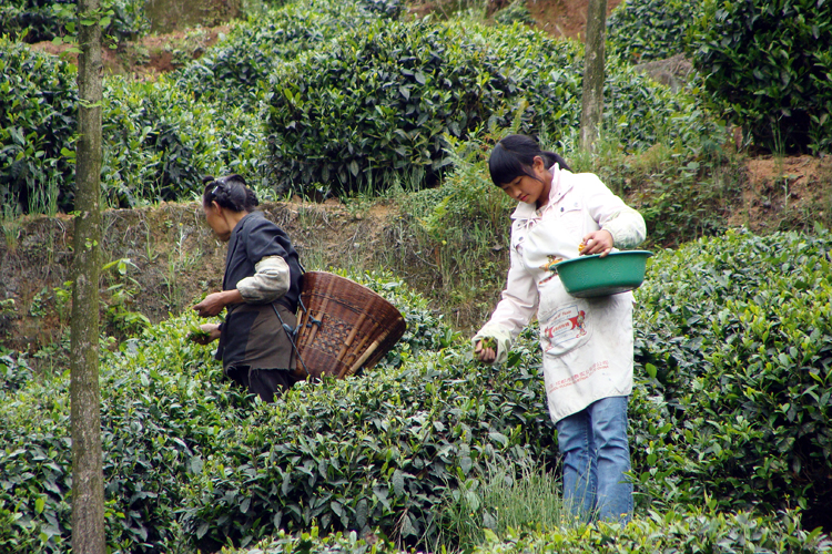 Sur le mont Mengshan, les plantations de th nous rappellent les jardins  la franaise. Les thiers sont models telles des boules de buis par des graciles cueilleuses qui prlvent les feuilles et les bourgeons les plus tendres.