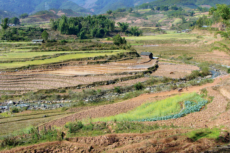 En mars, dans le sud du Yunnan, le vert tendre des crales contraste avec locre de la terre. Les terrasses en eau sont prtes  accueillir les jeunes pousses de riz, dont le repiquage, brin par brin, est un labeur harassant et chronophage.
