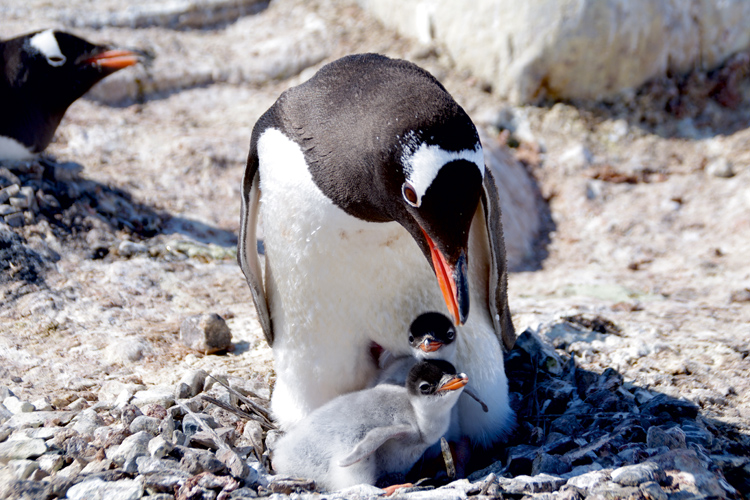 Lincubation des manchots papous dure un mois en pninsule Antarctique. La couvaison est assure alternativement par le mle ou la femelle jusqu ce que les poussins aient suffisamment de plumes, prlude  leur indpendance.