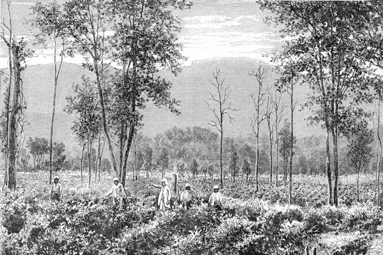 Plantation de th dans les environs de Kangra.