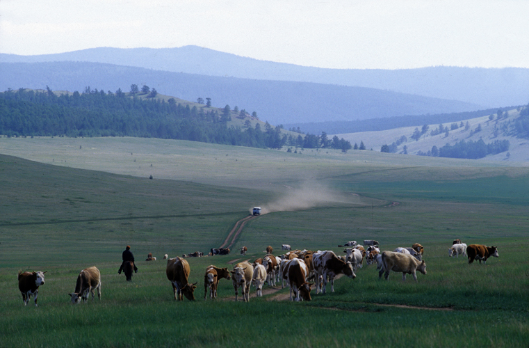 Ces vaches qui paissent les steppes du nord de lle dOlkhon sont le vestige du vaste troupeau qui faisait la fiert de lancien kolkhoze dOzoure, aujourdhui abandonn.