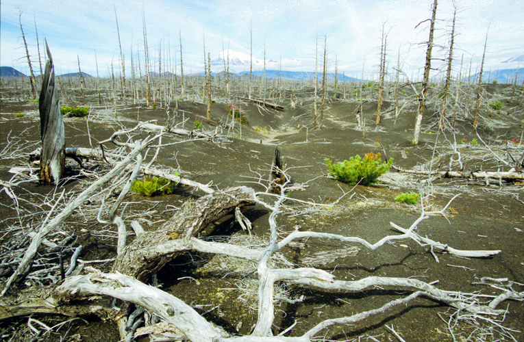 La forêt Morte est issue des éruptions des cratères adventices du Tolbatchik, en 1975-1976.
