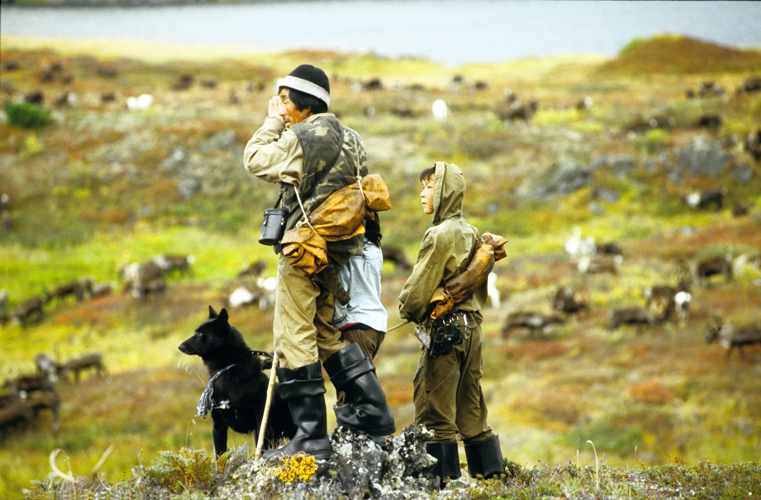 Surveillance vesprale du troupeau de rennes.