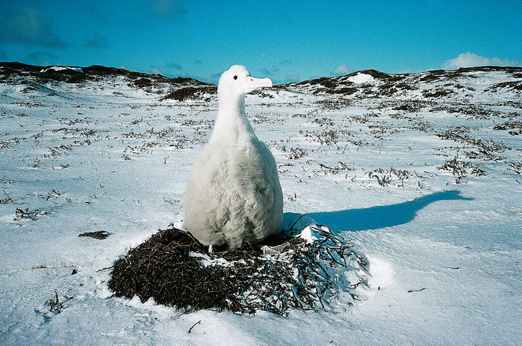 La becque du poussin de grand albatros <i>(Diomedea exulans)</i>, au sortir de lhiver.