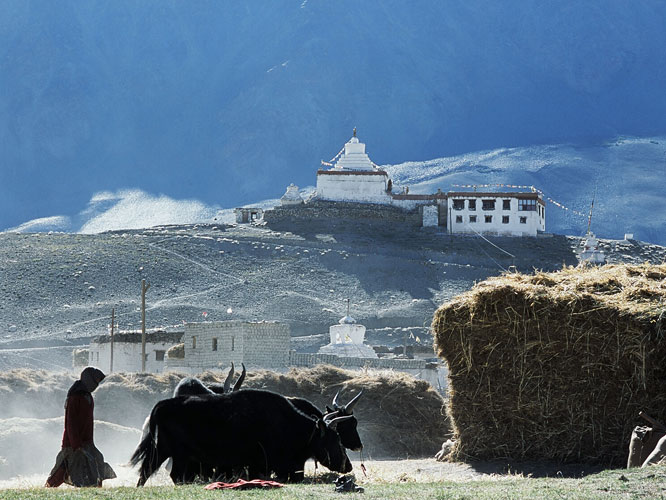 Battage de lorge dans le village de Pibiting, au centre du Zanskar. Les tours sur laire passent lentement sous les sabots des <i>dzo</i> (hybrides de yacks et de vaches).