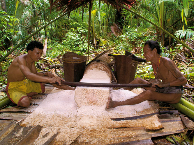 La farine de sagou obtenue aprs avoir rp et filtr la sciure du sagoutier constitue laliment principal des habitants de Siberut.