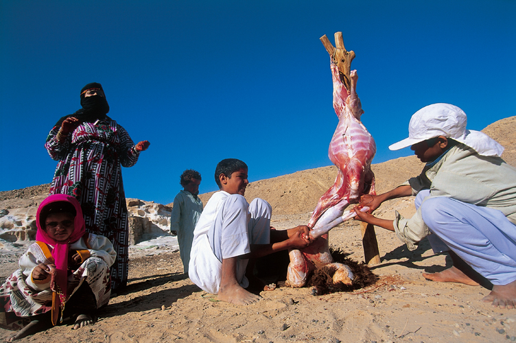 Écorchement du mouton sacrifié lors de l’<i>aïd el-kebir</i>, la « grande fête » musulmane, qui commémore la vie sauve accordée par Dieu à Ismaël, devenu le patron des Bédouins.