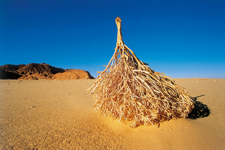 En dépit de son aridité apparente, le Sinaï compte environ mille espèces végétales, soit autant que l’ensemble du Sahara. Seules quelques dizaines d’entre elles sont endémiques.