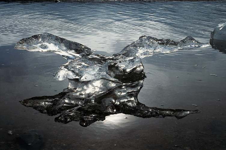 Sous laction conjugue des vagues et du soleil, un morceau diceberg chou sur une plage peut prendre des formes surprenantes, tel loiseau de glace.