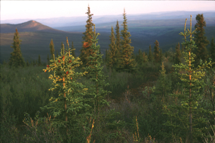 Contreforts des monts Ogilvie  lt (Yukon).