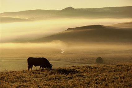 Taureau de race Aubrac  laube, vu de la cascade du Deroc.