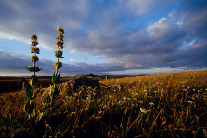 Grandes gentianes en fleur sur le plateau de lAubrac, sur la commune de Malbouzon.