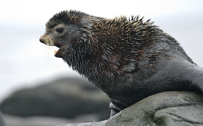 Chez les otaries  fourrure du nord, les mles sont trs agressifs pour la dfense de leur harem. Larchipel est une des zones de reproduction importante pour cette espce qui se rassemble en masse au niveau de deux rookeries ds le mois de mai pour repartir plus au sud fin novembre. Environ 220000otaries se regroupent en ces lieux chaque anne.