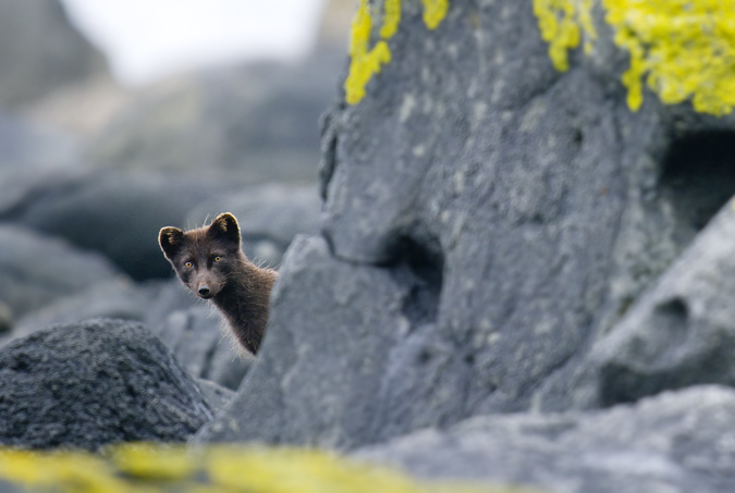 Le renard arctique farouche et curieux, une sous-espce de lle Bring, est sombre toute lanne alors que ce renard est blanc en hiver. Prdateur trs aventureux vis--vis de lhomme, cet animal fait preuve dune opportunit sans limite.