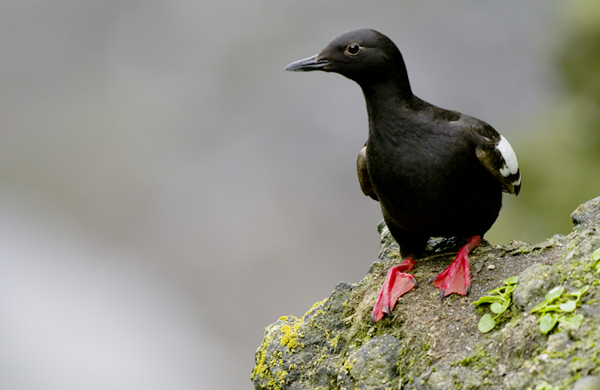 Le guillemot colombin est le plus souvent dans leau pour pcher ou perch sur les falaises o il nidifie.