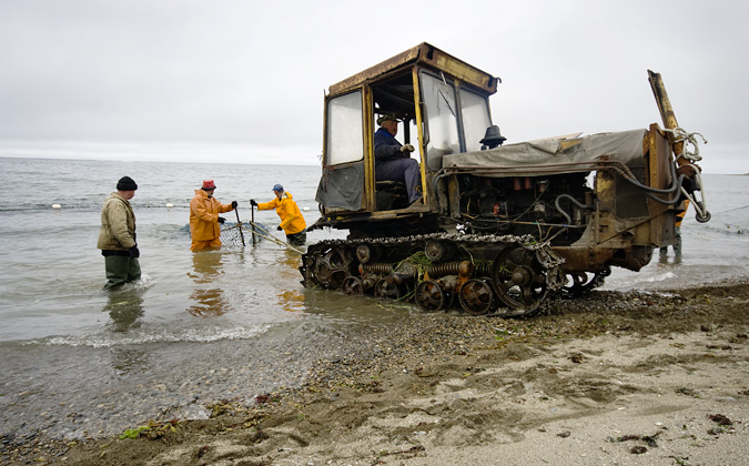 Cest au bulldozer que lon sort les poches de saumon de la mer. Une dizaine de poches contenant chacune quelques centaines de kilogrammes de saumon sont ncessaires pour vider le filet de capture.