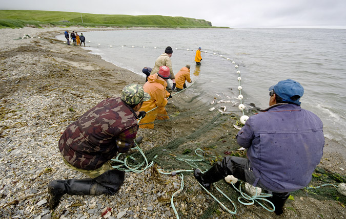 Resserrer le filet permet de concentrer les poissons afin de les prlever avec une poche plus petite et plus solide tire par un bulldozer. La difficult est de maintenir le filet en position pour viter la fuite de plusieurs milliers de saumons qui poussent la toile de nylon.