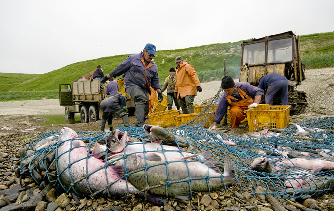 Le tri et le chargement du poisson dans le camion est la tche la plus longue et la plus pnible.