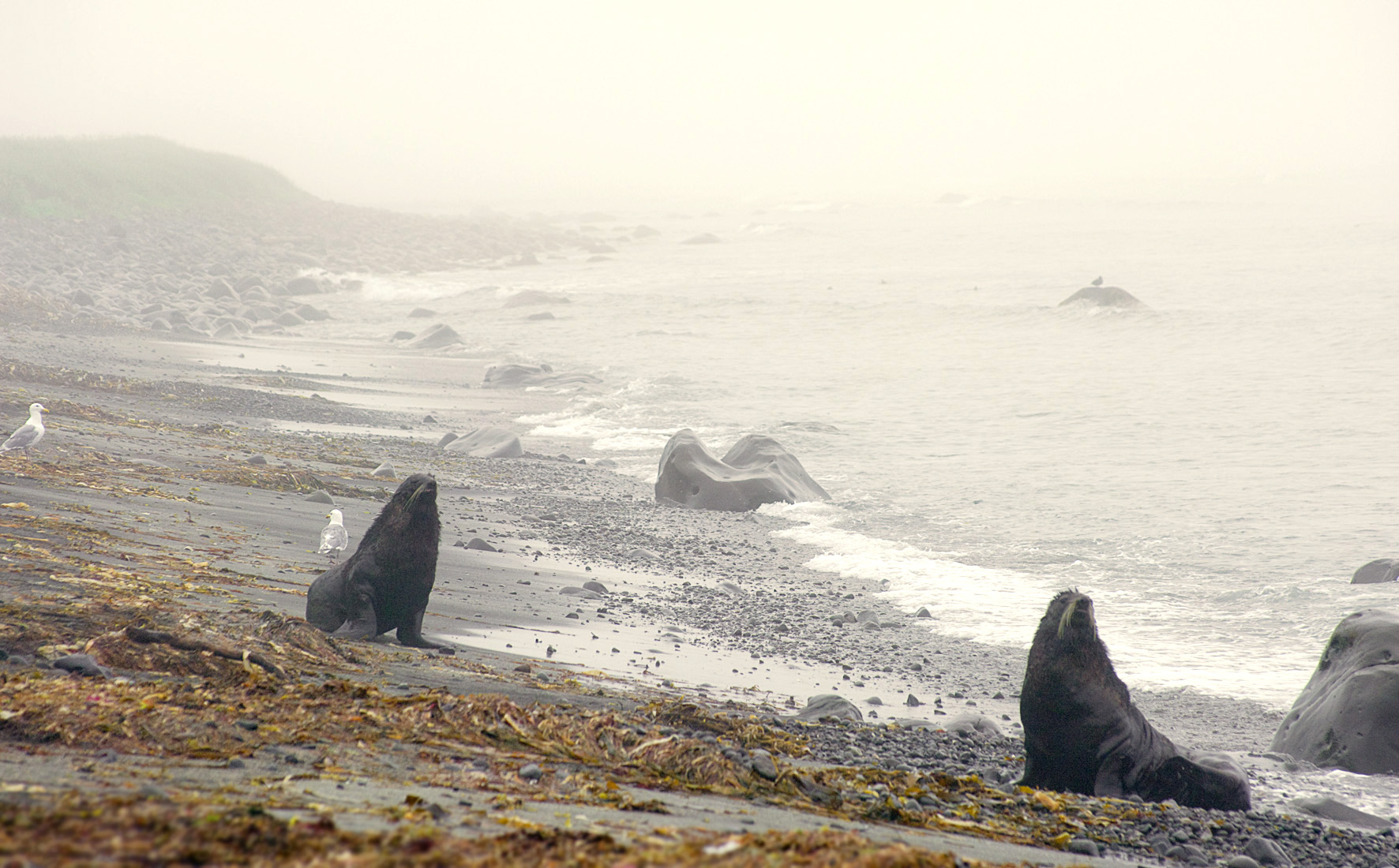 Paysage ctier du nord de lle avec la silhouette des otaries  fourrure du nord. Lle est un refuge pour un trs grand nombre de mammifres marins (lotarie  fourrure, lotarie de Steller, la loutre marine, les morses et vingt et une espces de ctacs). Malheureusement les dernires rhytines de Steller furent massacres sur larchipel entre 1745 et 1775, espce teinte depuis.