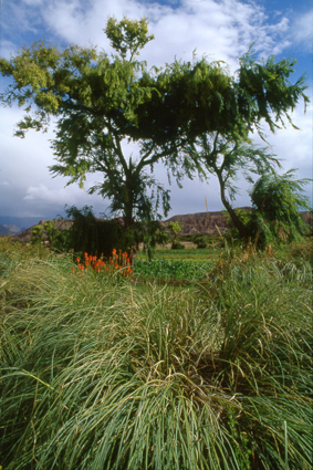 Oasis dune <i>finca</i> de la Quebrada, sur la rive droite du ro Jacoraite.