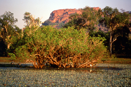 Le rocher grseux de Nourlangie, haut lieu dart parital aborigne, domine un <i>billabong</i>, mare permanente o les trois cents espces doiseaux du parc national de Kakadu viennent sabreuver et se nourrir durant la saison sche.