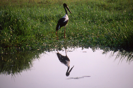 Le <i>jabiru</i>, ou cigogne  cou noir, haut dun mtre vingt, ne prsente aucun caractre de diffrenciation sexuelle, hormis lil, cercl de jaune chez la femelle.