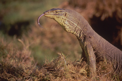 Le varan gant dAustralie, long de plus de deux mtres, capable de nager en apne et de grimper aux arbres, nest gure agressif envers lhomme. Il dploie rgulirement sa langue bifide, laquelle est un organe olfactif.